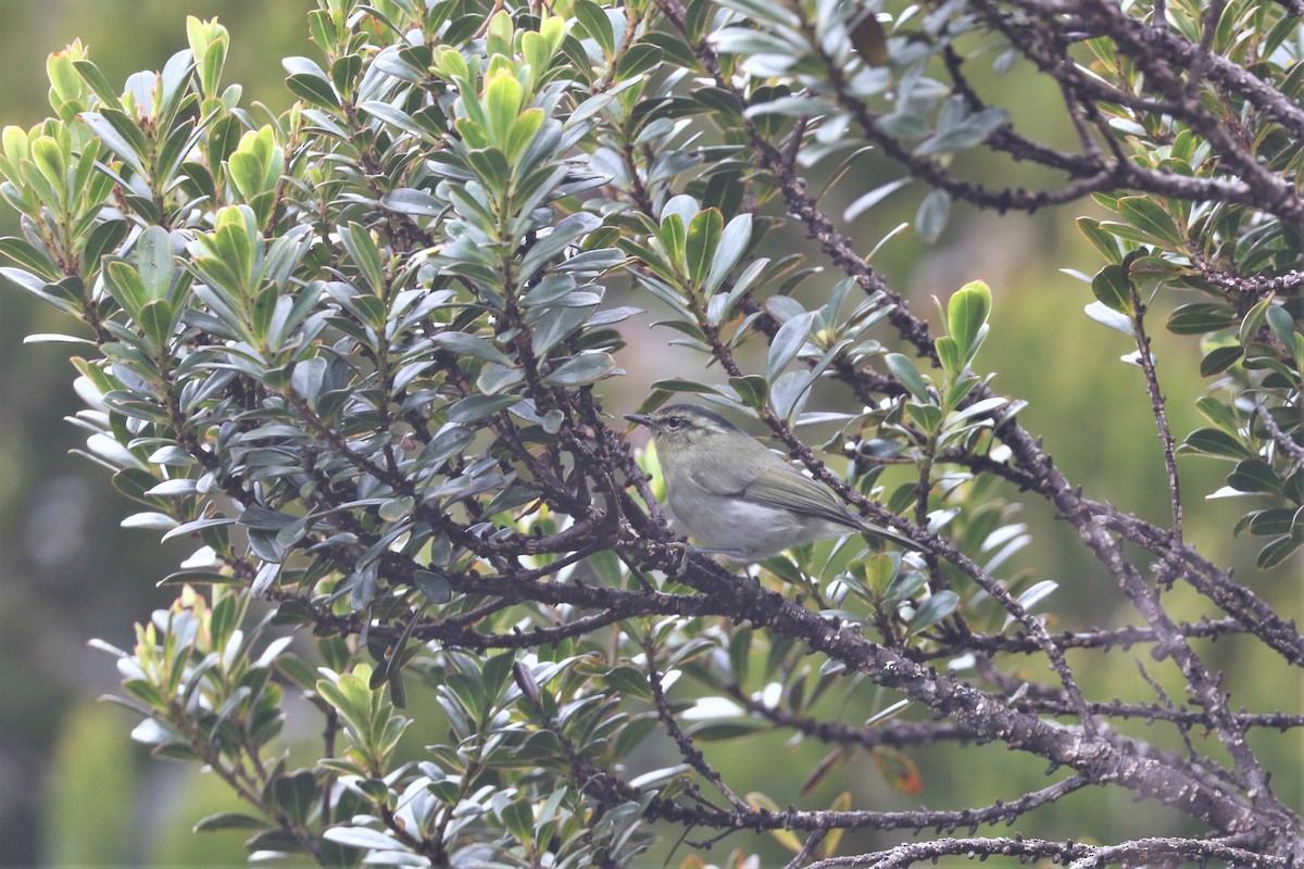 Mountain Leaf Warbler - ML605056341