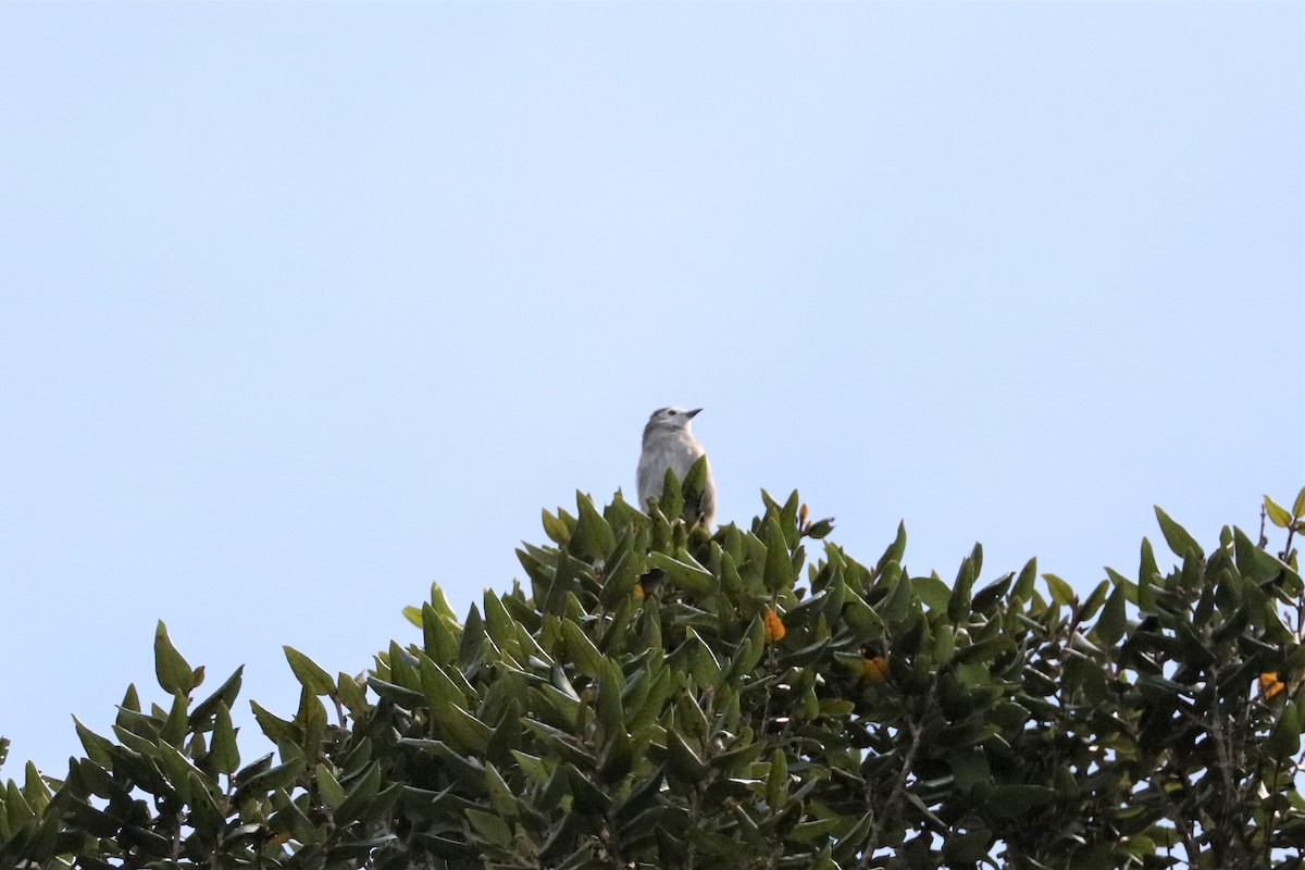 Pale-faced Bulbul - ML605056581