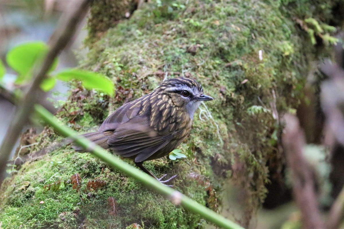 Mountain Wren-Babbler - ML605057161