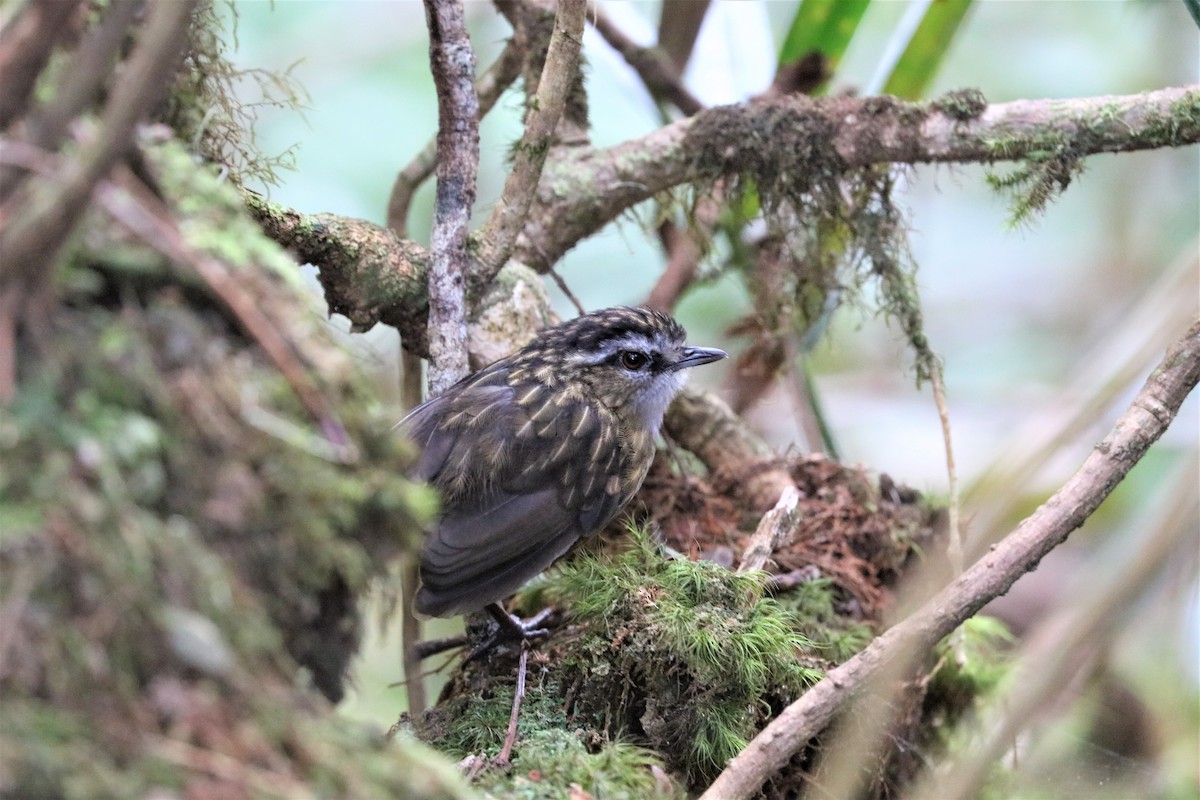 Mountain Wren-Babbler - ML605057171