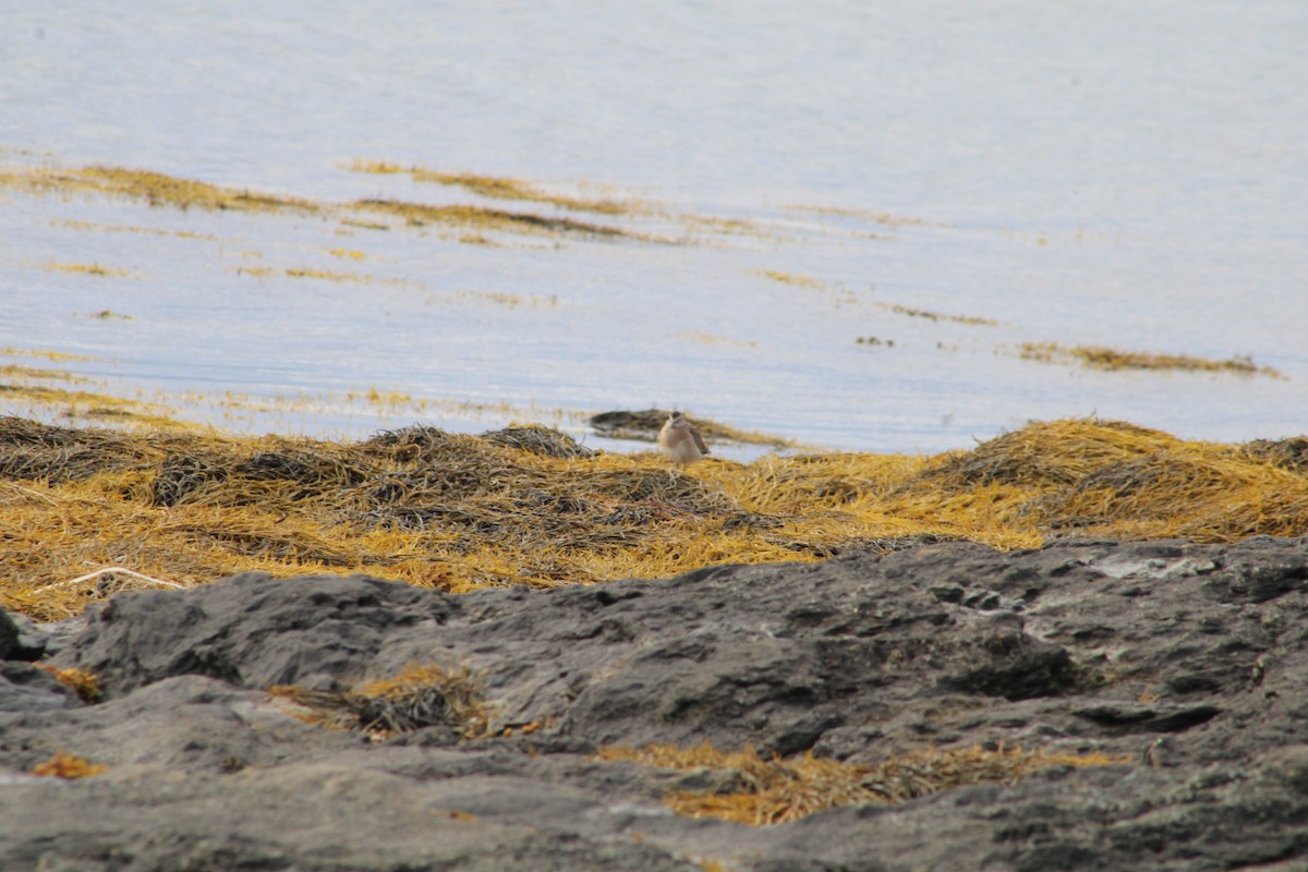 Short-billed Dowitcher - ML605057251