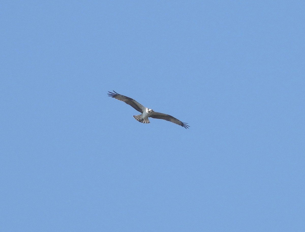 Osprey - ML605057681