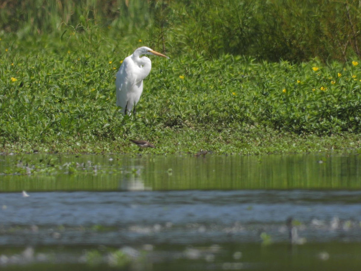 Great Egret - ML605057761