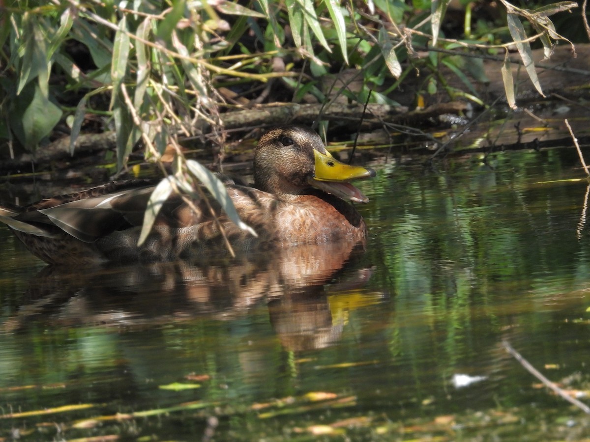 Mallard - ML605057821