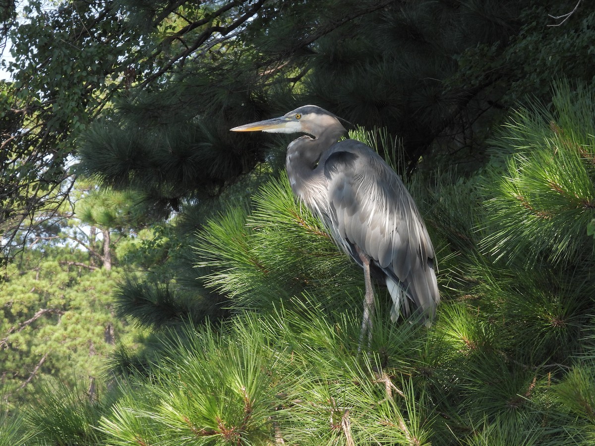 Great Blue Heron - ML605057931