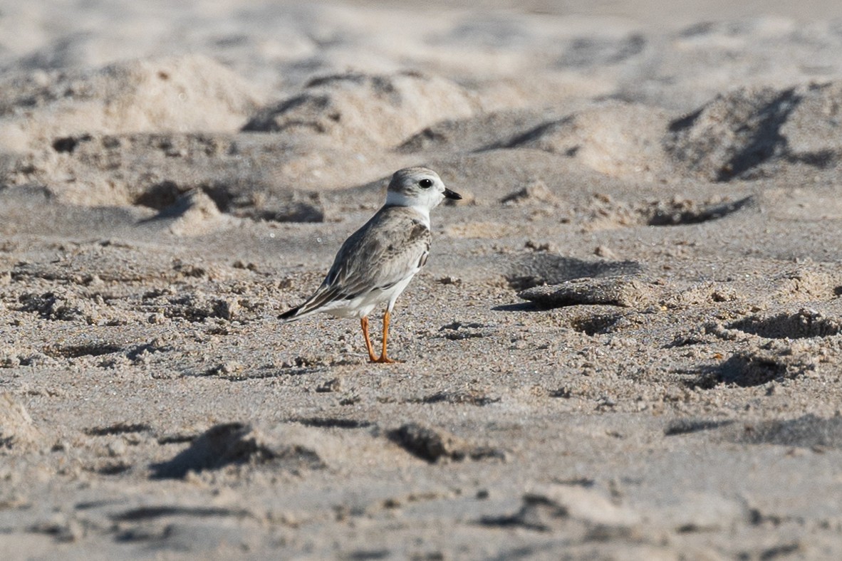 Piping Plover - ML605058121