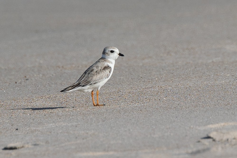 Piping Plover - ML605058131