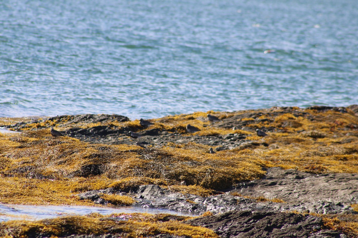 Black-bellied Plover - ML605058251