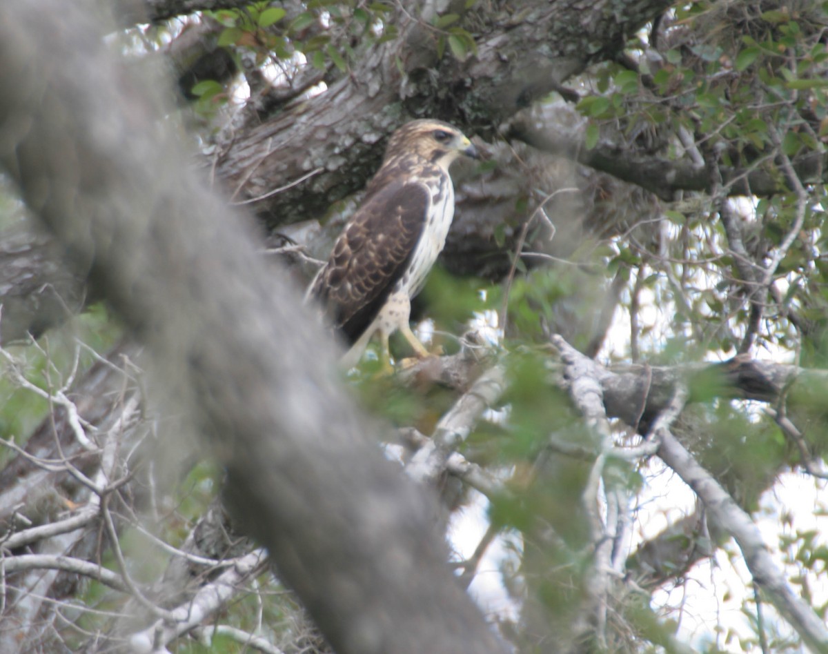 Gray Hawk - ML605058331