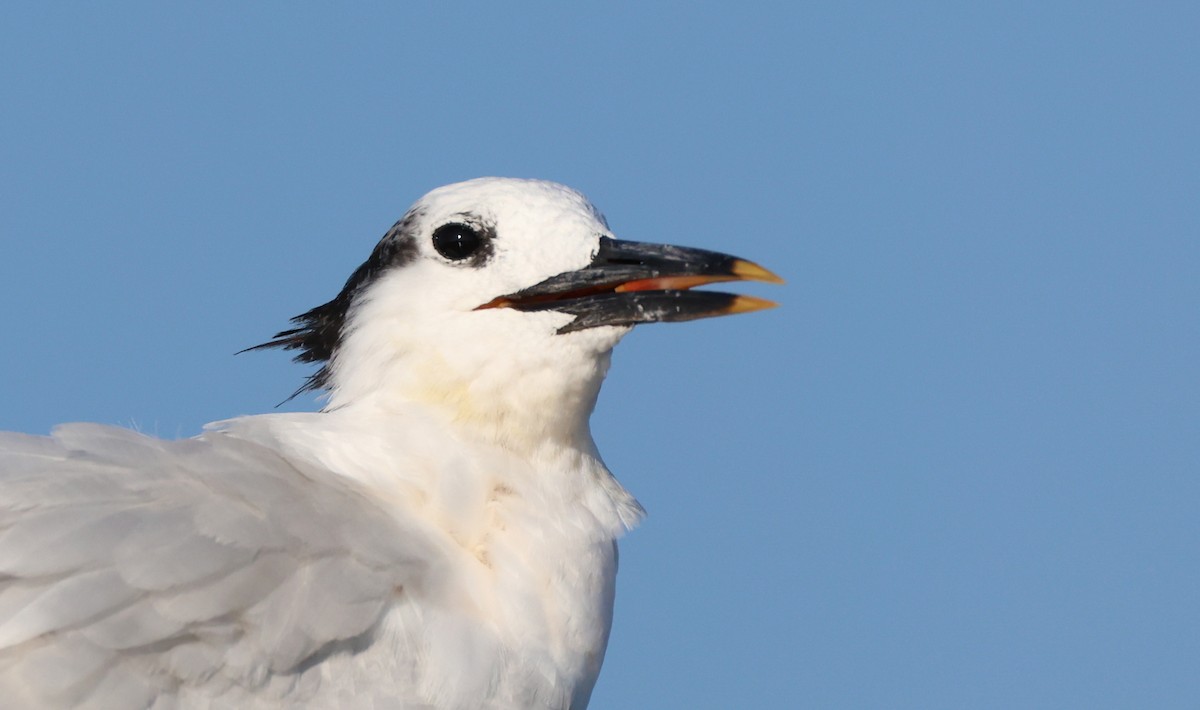 Sandwich Tern - ML605058431