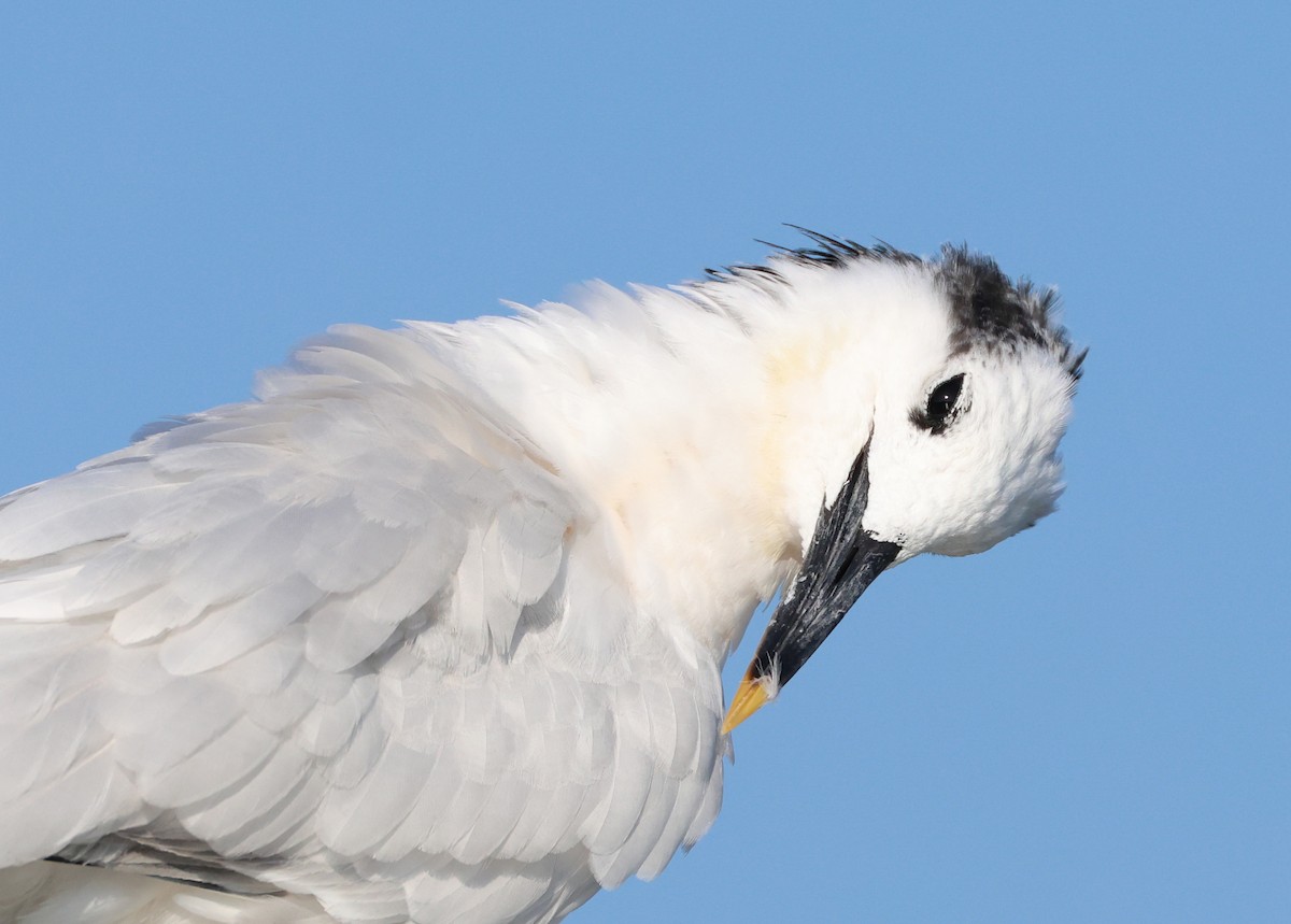 Sandwich Tern - Jeff Holmes