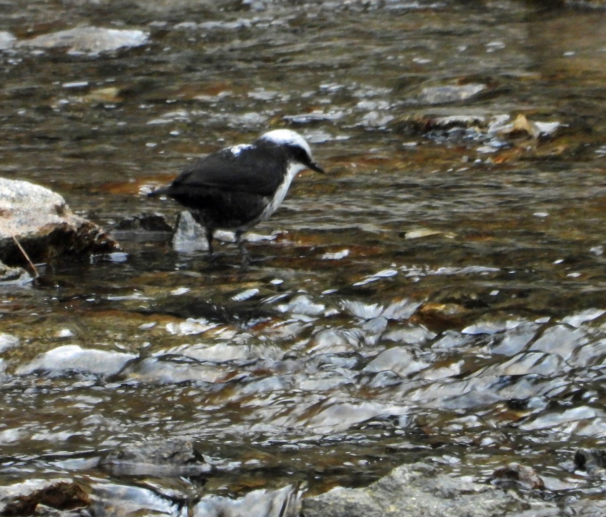 Weißkopf-Wasseramsel - ML605058811
