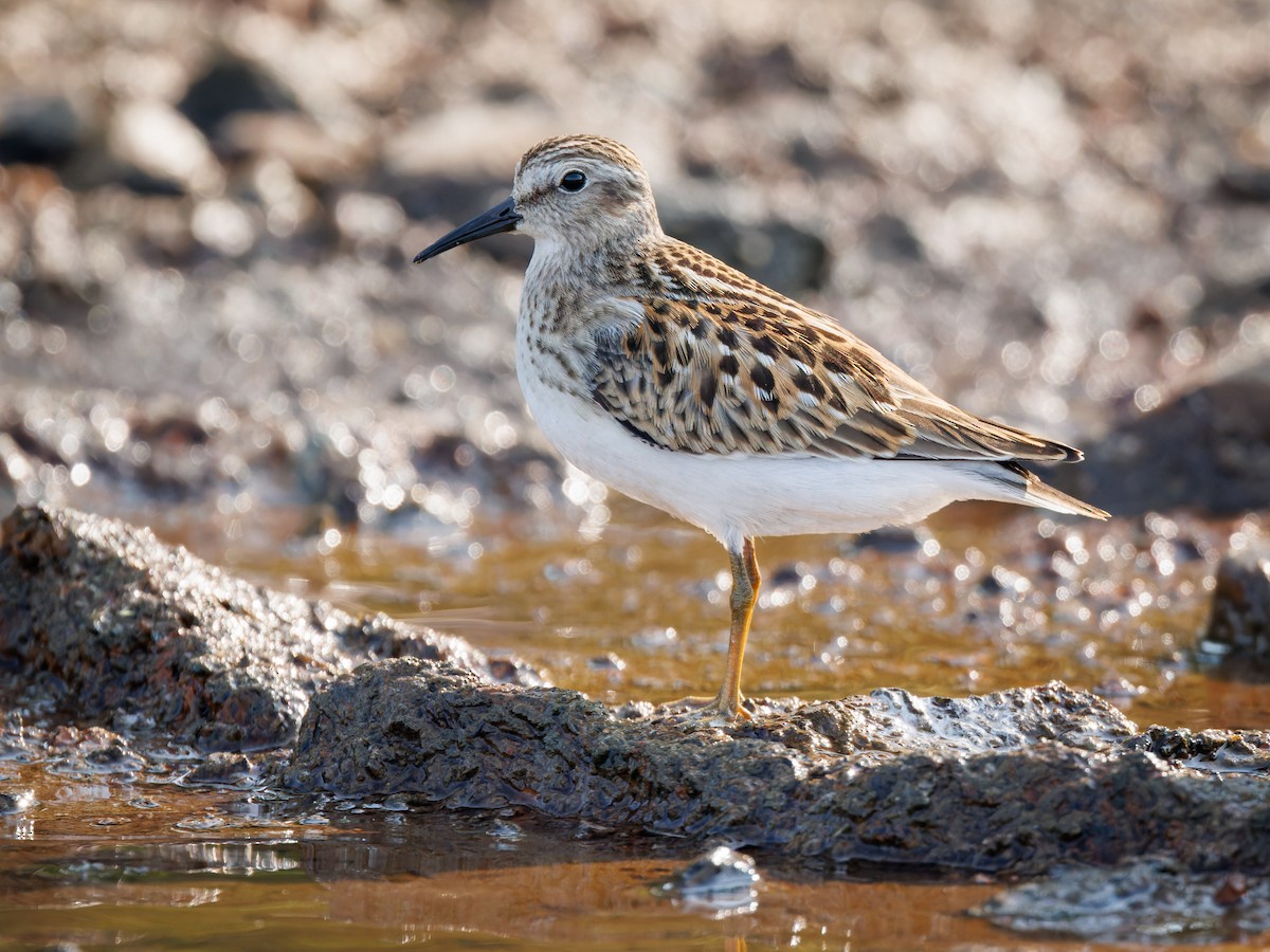 Least Sandpiper - ML605058821