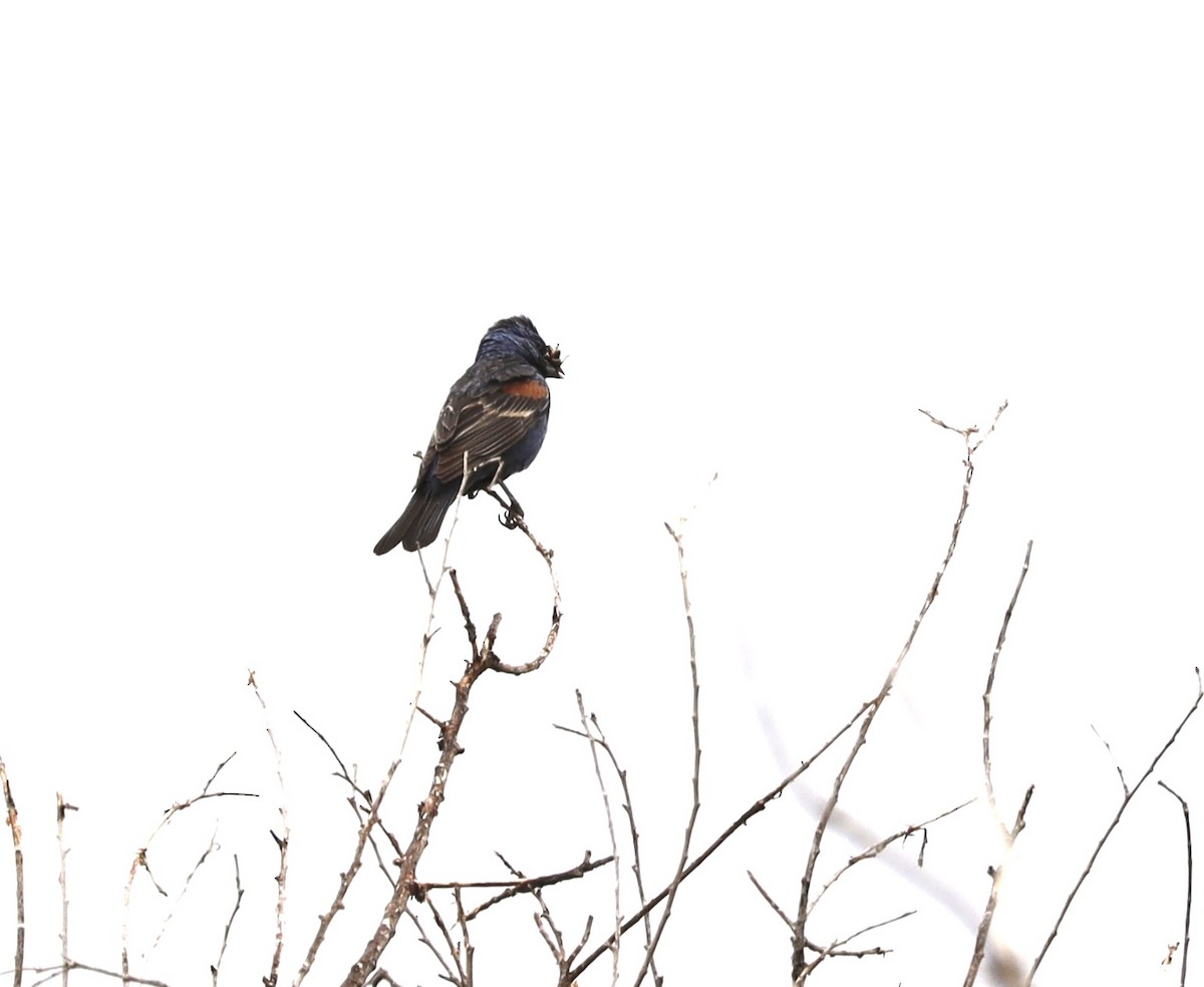 Blue Grosbeak - ML605059051