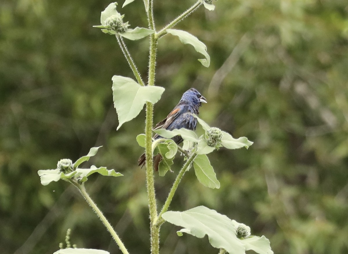 Blue Grosbeak - ML605059061