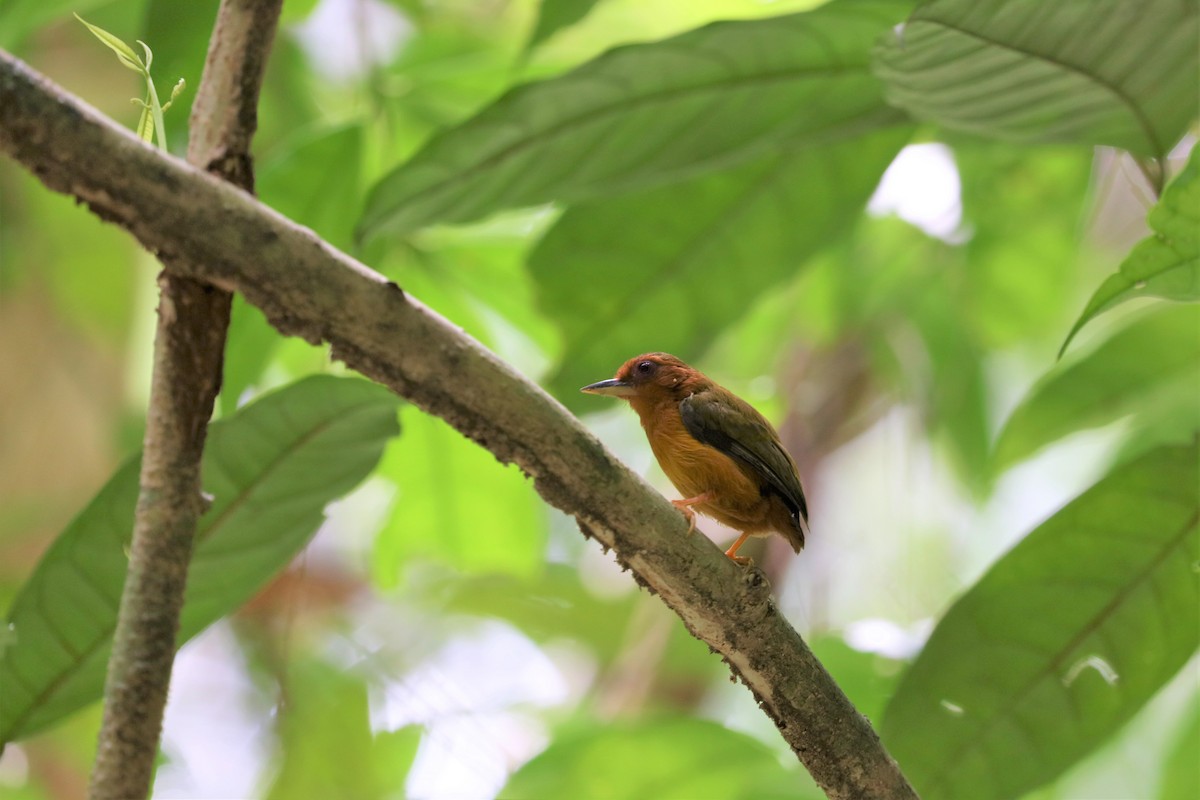 Rufous Piculet - ML605060671