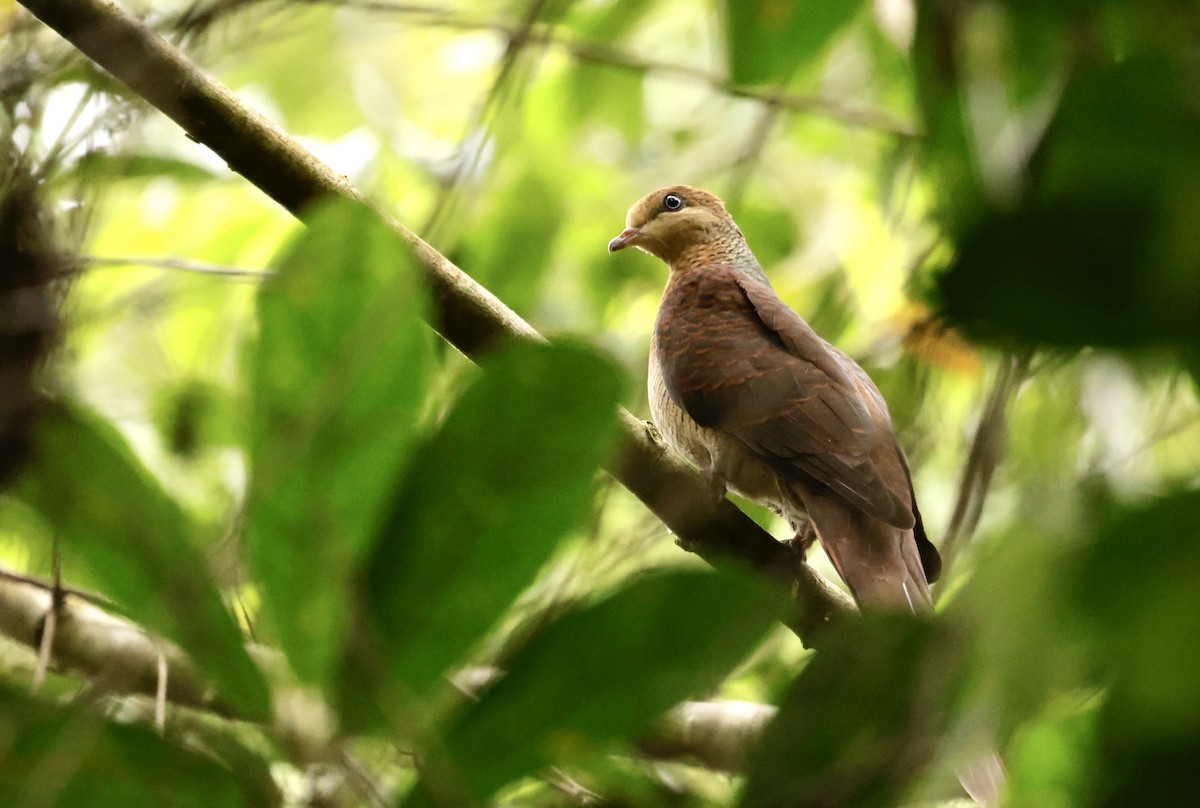 Sultan's Cuckoo-Dove (Sulawesi) - John Bruin