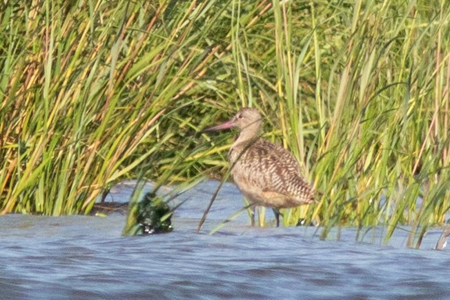 Marbled Godwit - ML605061181