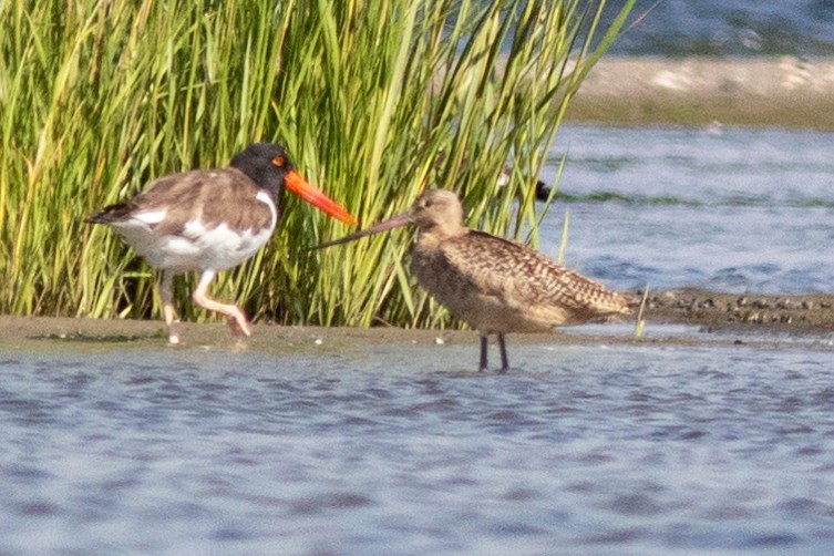 Marbled Godwit - ML605061191