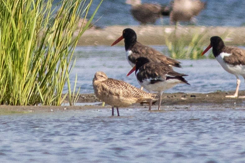 Marbled Godwit - ML605061201