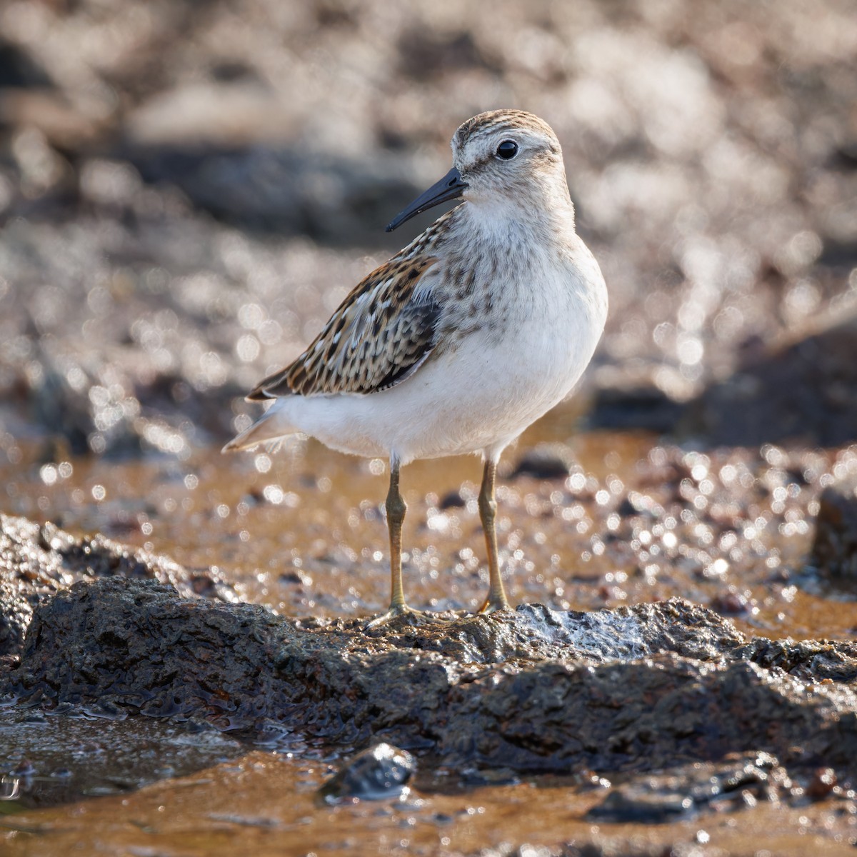 Least Sandpiper - ML605061261
