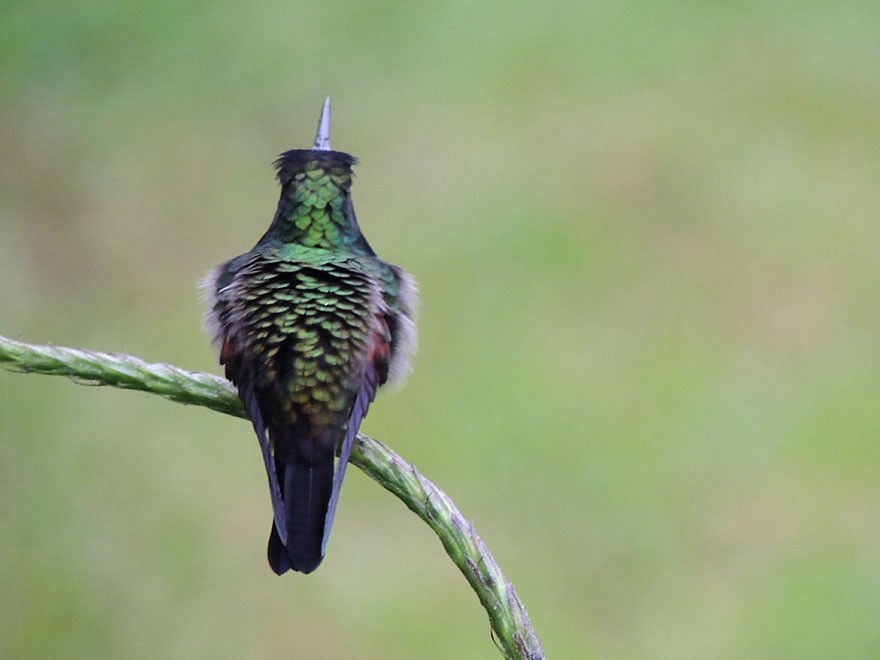 Black-bellied Hummingbird - Richard Garrigues