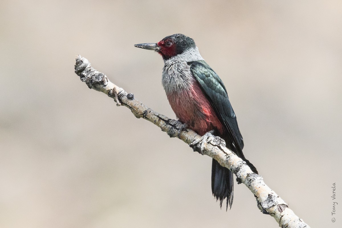 Lewis's Woodpecker - ML60506171