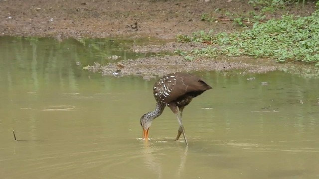 Limpkin - ML605062881