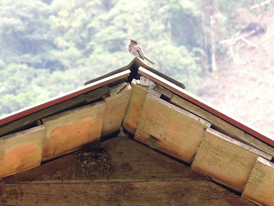 Black Phoebe - ML60506321