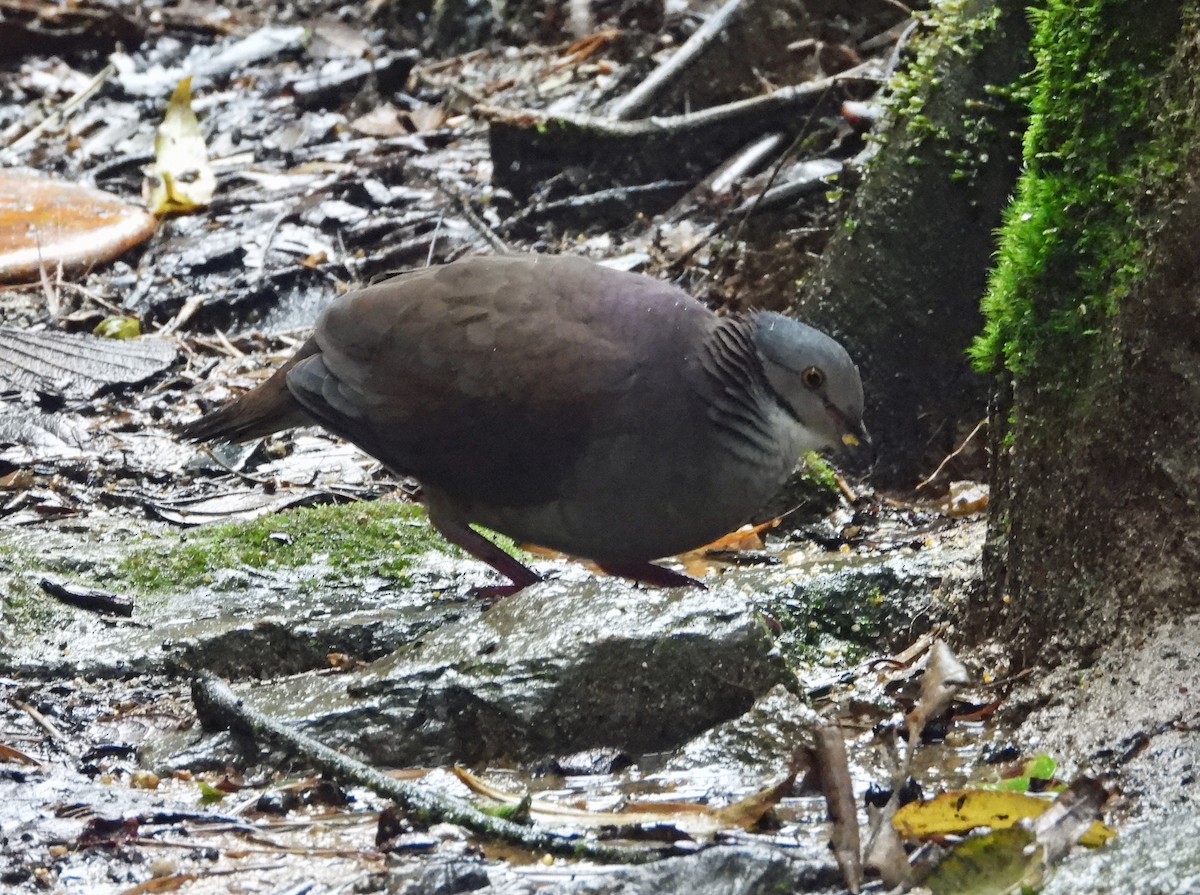 White-throated Quail-Dove - ML605064301