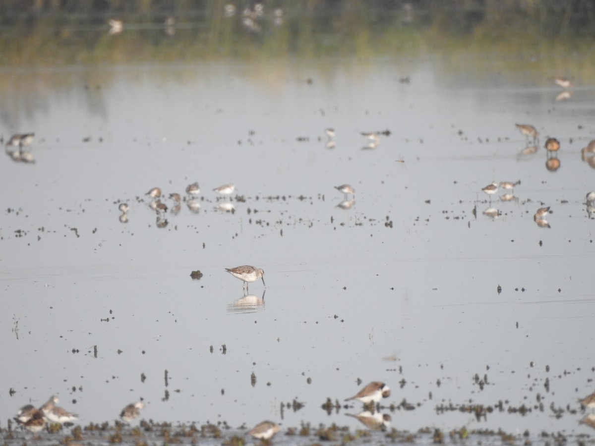 Stilt Sandpiper - ML605064981