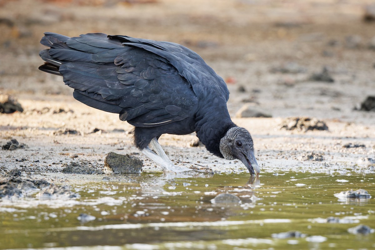 Black Vulture - Michael Fogleman