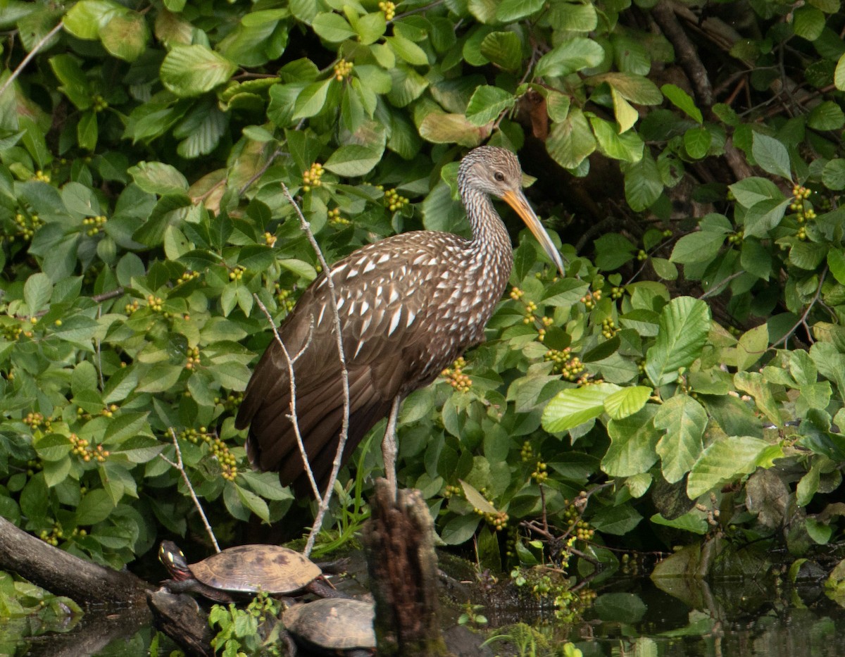 Limpkin - Jeff McDonald