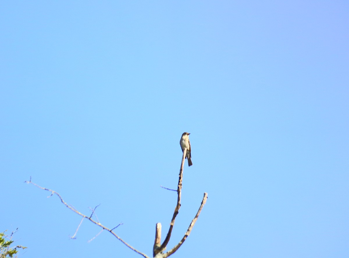 Least Flycatcher - ML605065541