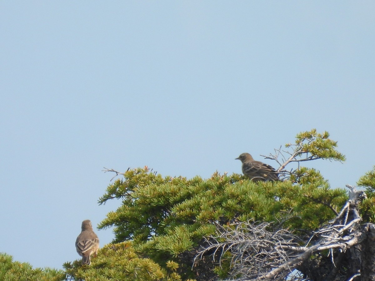 American Pipit - ML605066091