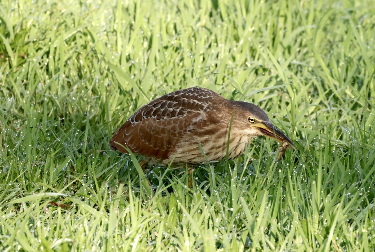 Cinnamon Bittern - ML605066851