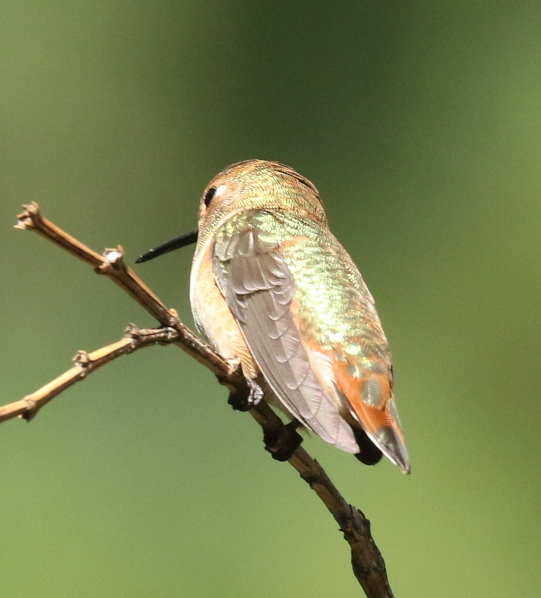 Rufous Hummingbird - ML605067241