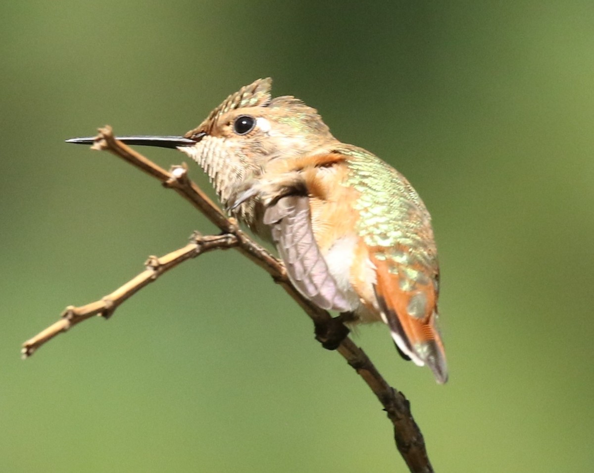 Rufous Hummingbird - ML605067251