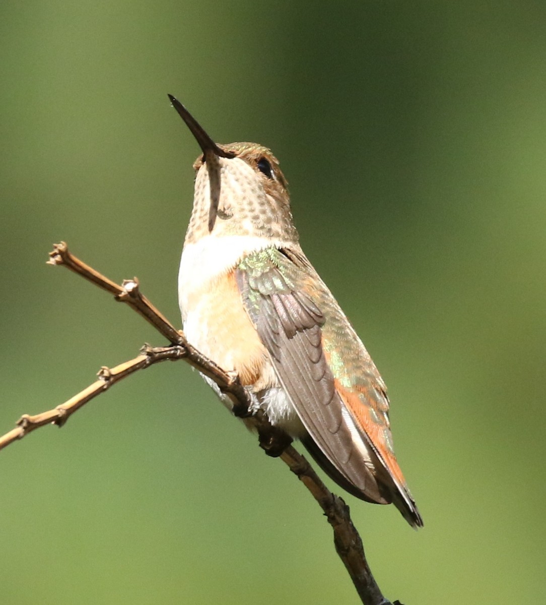 Rufous Hummingbird - ML605067261