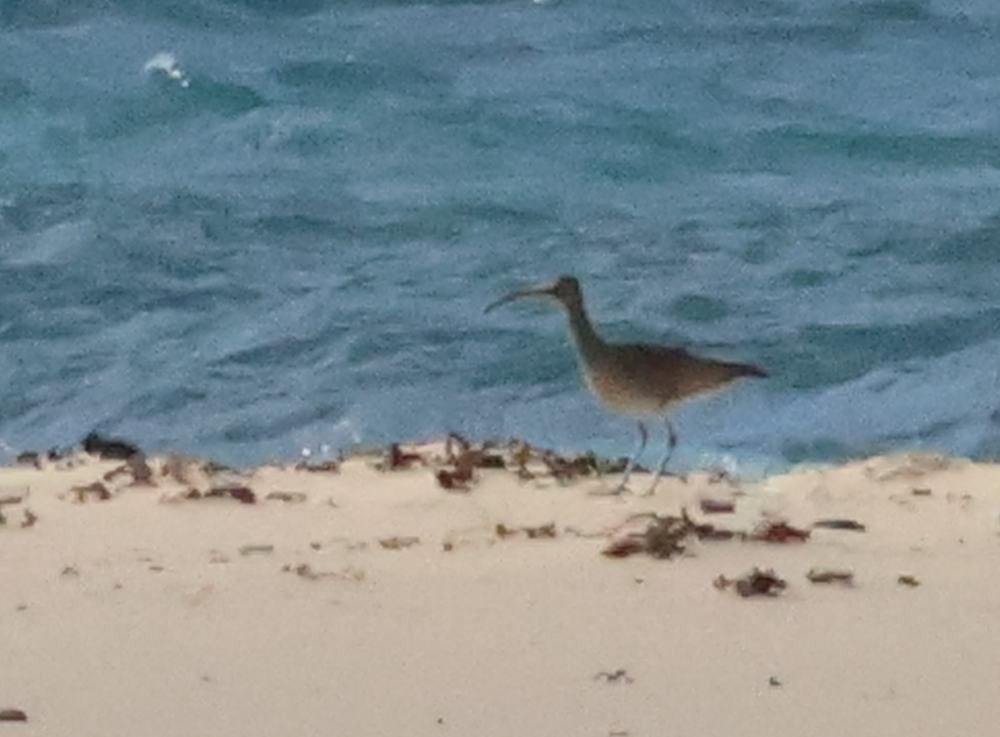 Whimbrel - Martin Butterfield