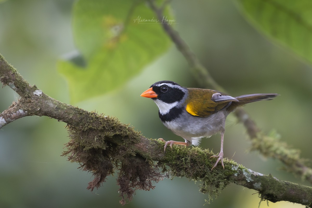Orange-billed Sparrow (aurantiirostris Group) - Alexander Hagge