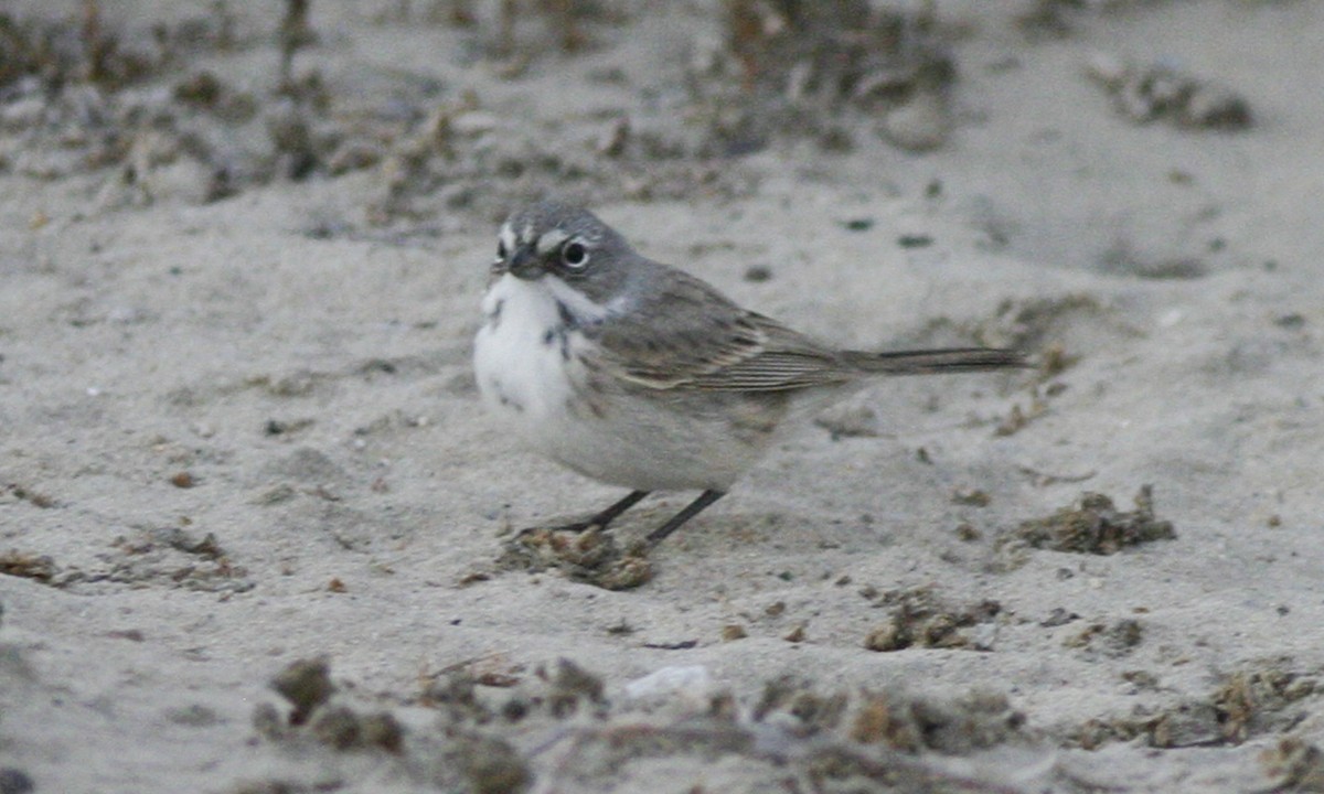 Bell's Sparrow (cinerea) - ML60506911