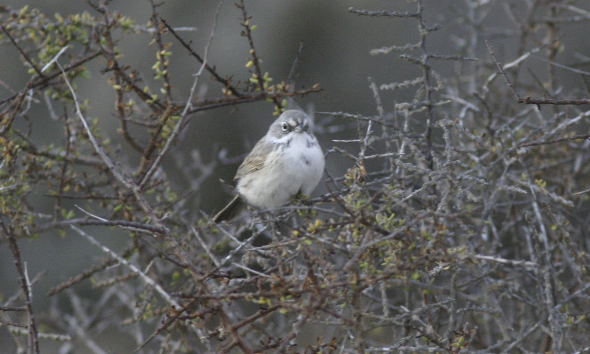 Bell's Sparrow (cinerea) - ML60506921