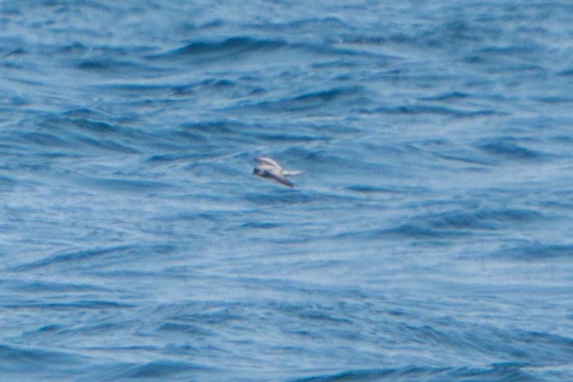 Fork-tailed Storm-Petrel - ML605069751