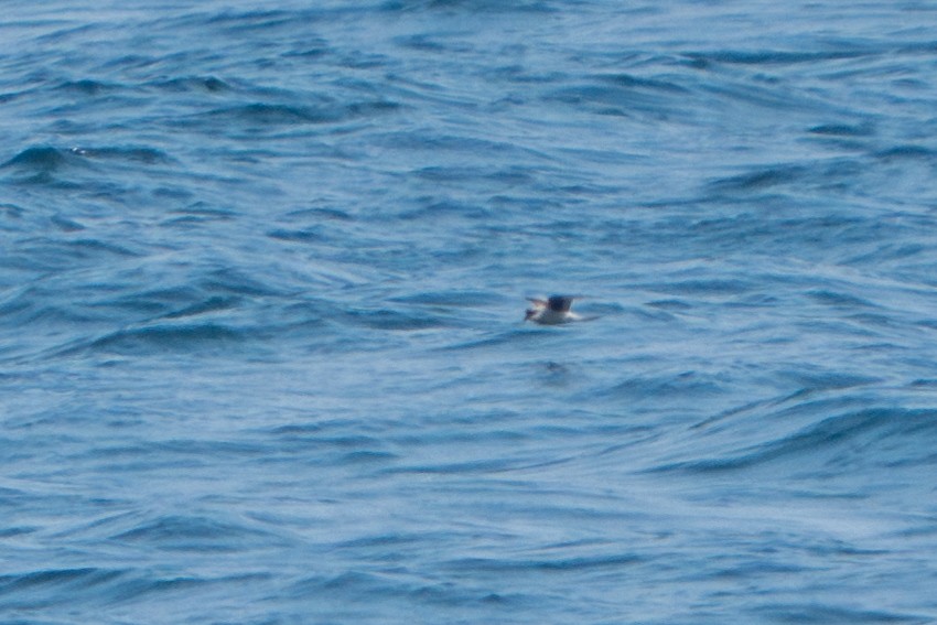 Fork-tailed Storm-Petrel - ML605069761
