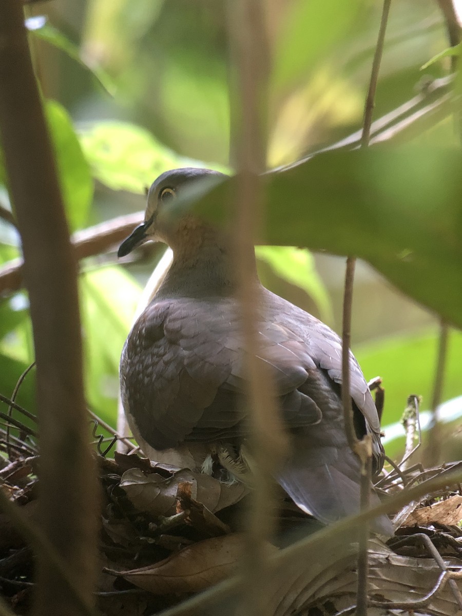 Gray-headed Dove (Gray-headed) - Rogers "Caribbean Naturalist" Morales