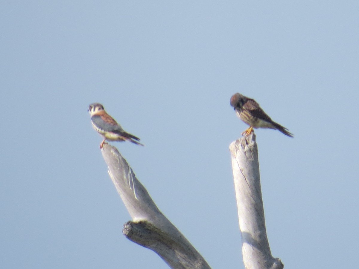 American Kestrel - ML605071281