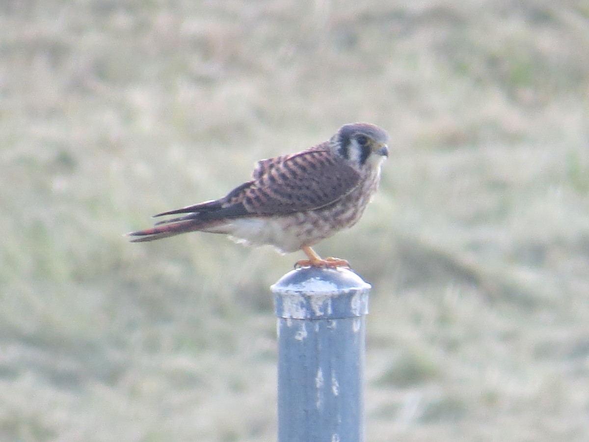 American Kestrel - ML605071931