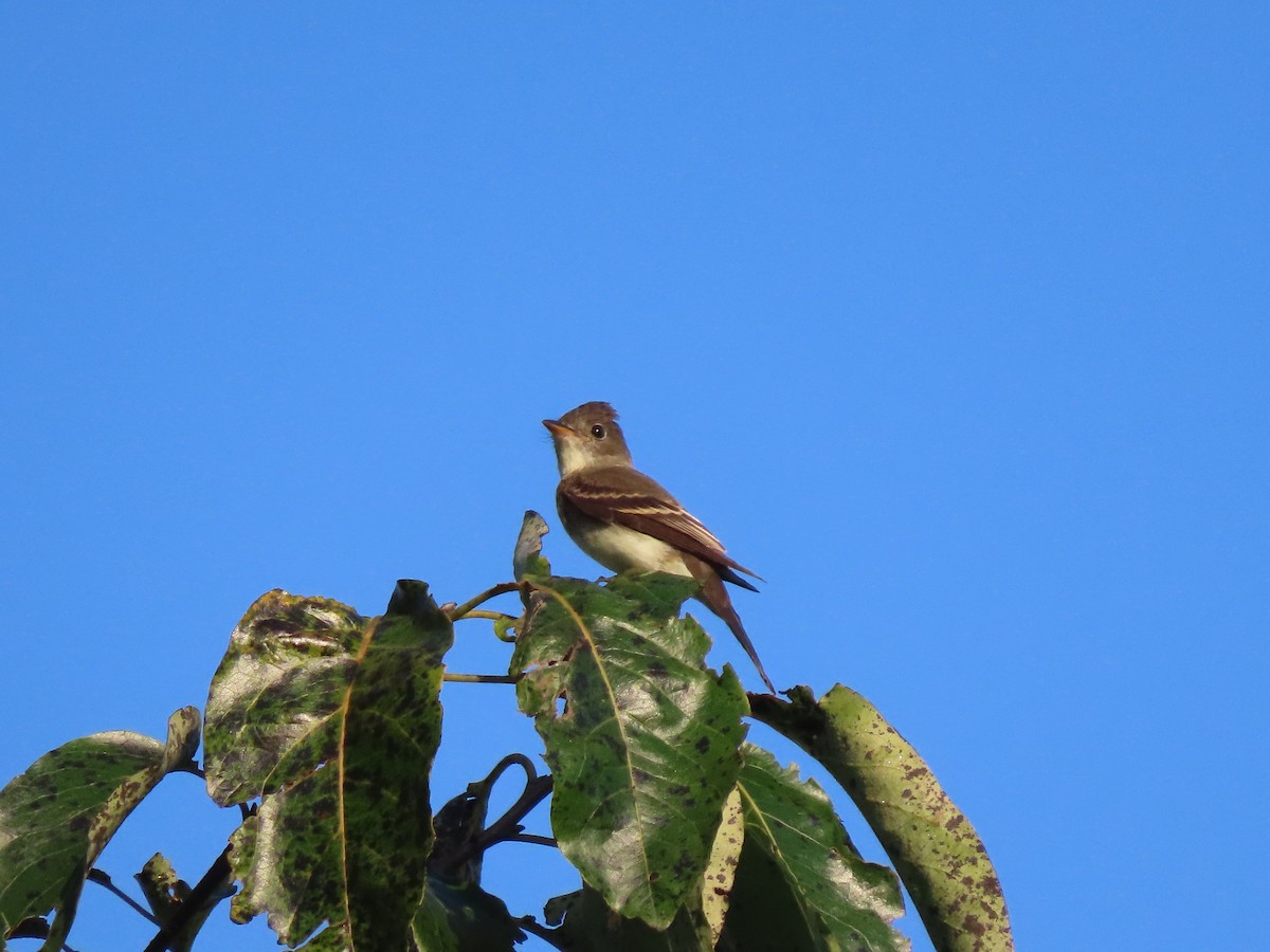 Eastern Wood-Pewee - ML605071971