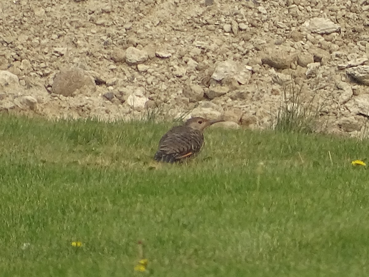 Northern Flicker (Yellow-shafted x Red-shafted) - Shey Claflin